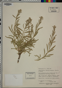 Sphaeromeria ruthiae image