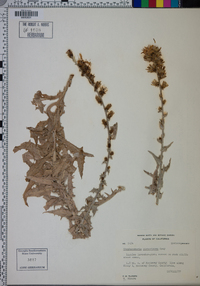 Stephanomeria cichoriacea image