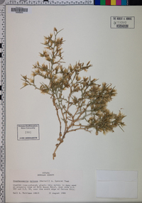 Pleiacanthus spinosus image