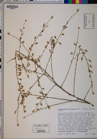 Stephanomeria virgata image