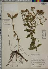 Stevia plummerae image