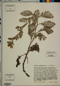 Tanacetum camphoratum image