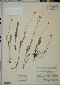 Tanacetum chiliophyllum image