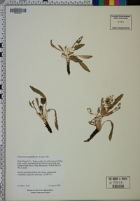 Taraxacum ceratophorum image