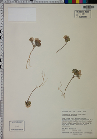 Townsendia montana var. caelilinensis image