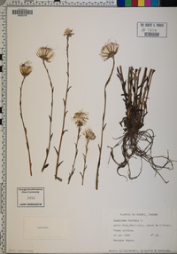 Tussilago farfara image