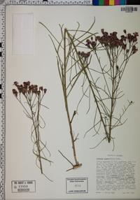 Vernonia angustifolia image