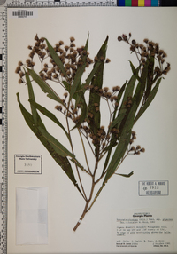 Vernonia gigantea subsp. gigantea image