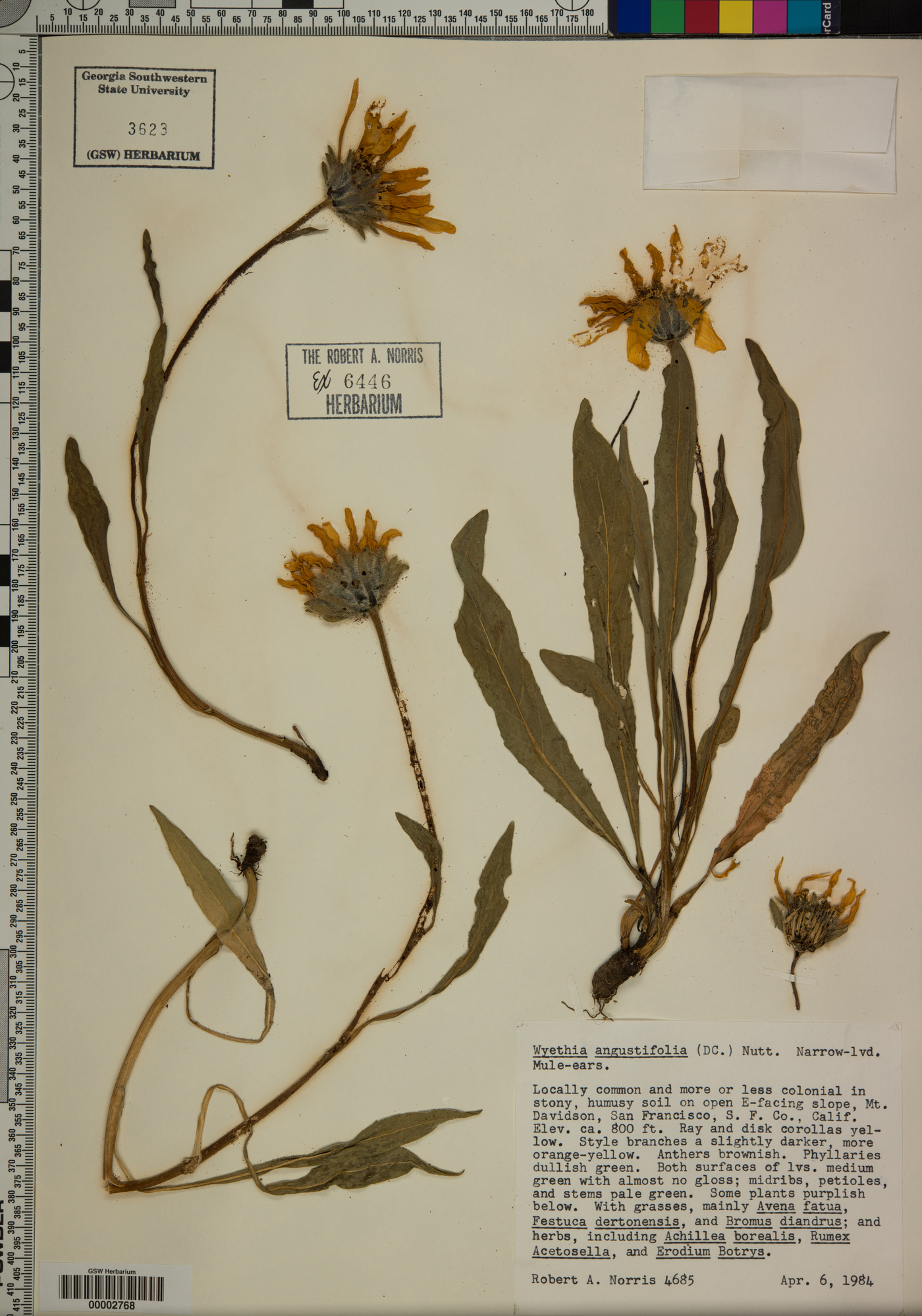 Wyethia angustifolia image