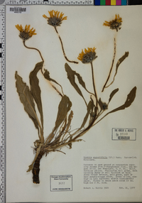 Wyethia angustifolia image