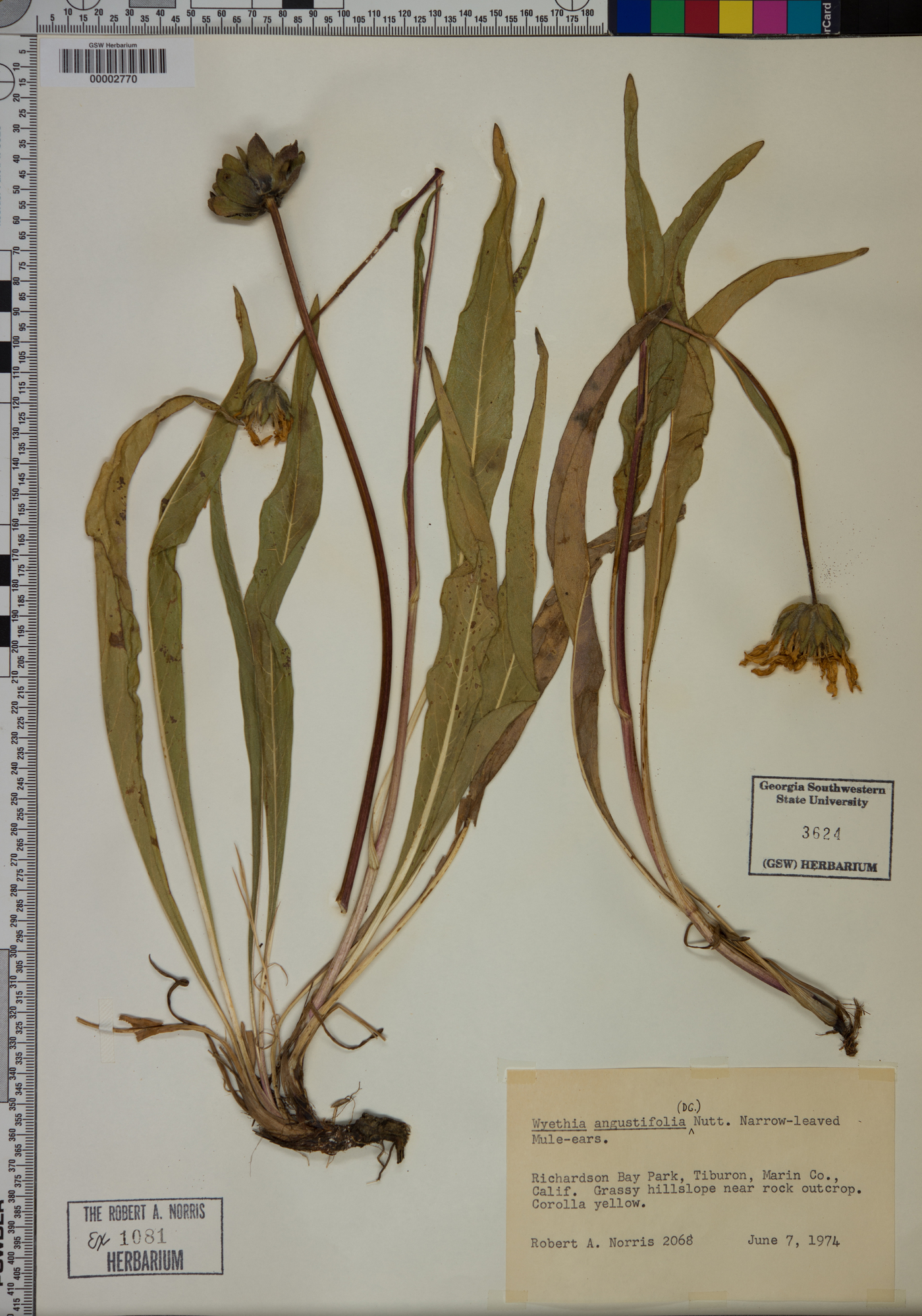 Wyethia angustifolia image