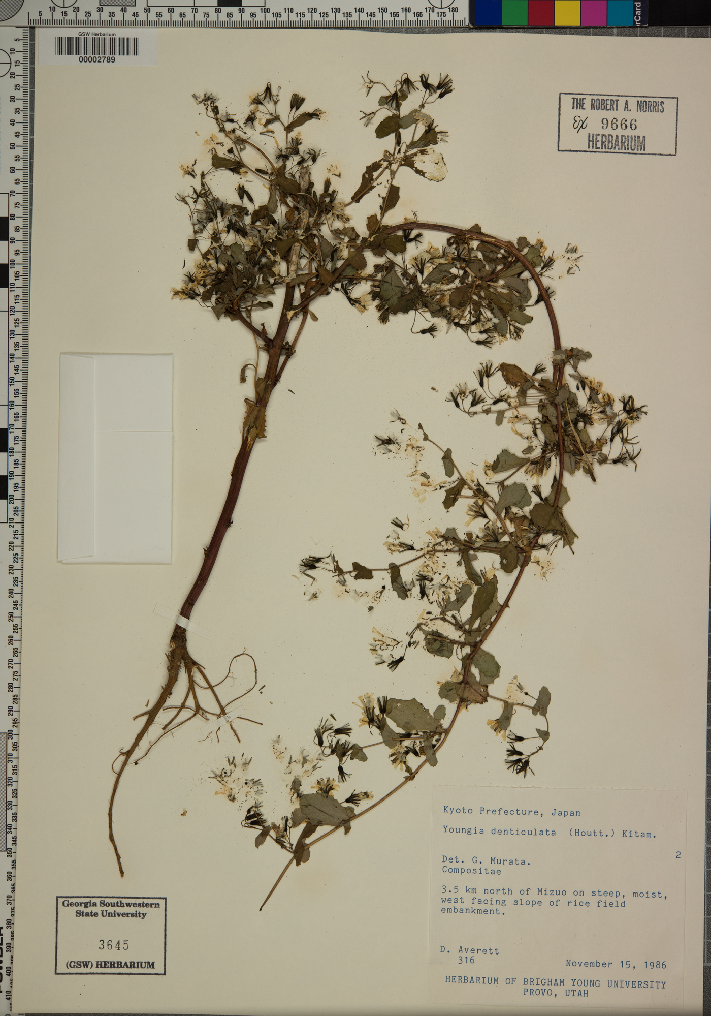 Crepidiastrum denticulatum subsp. denticulatum image