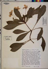 Impatiens oliveri image