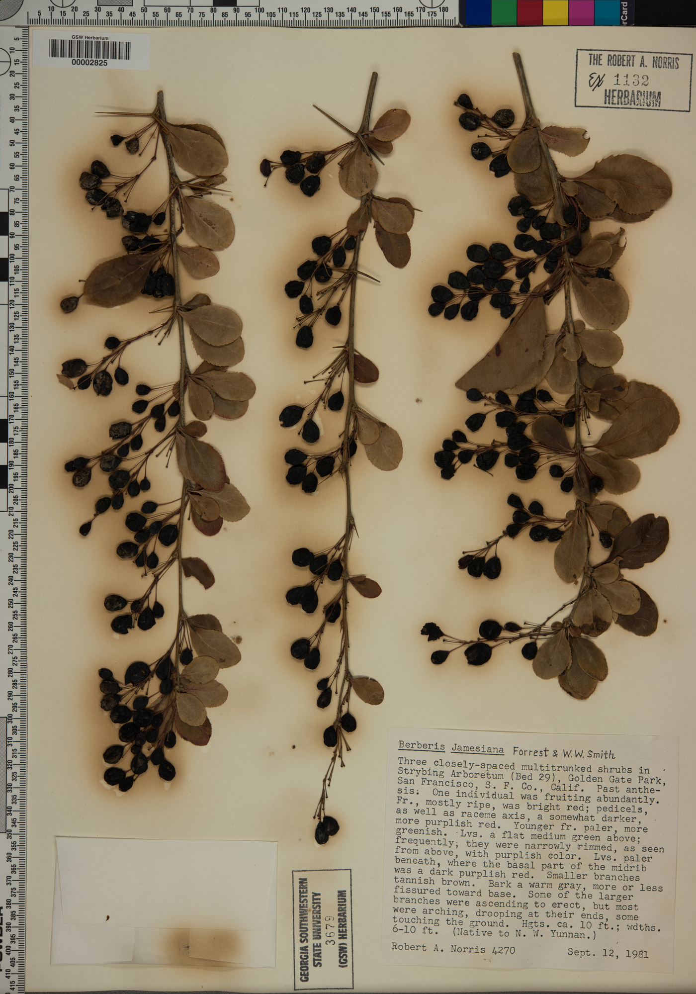 Berberis jamesiana image