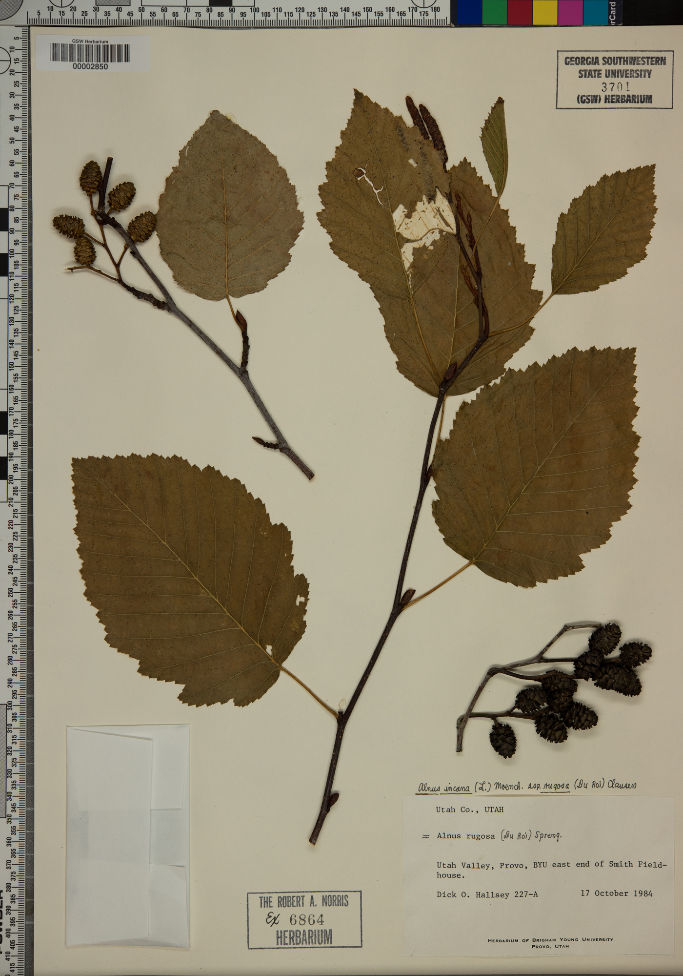 Alnus rugosa image