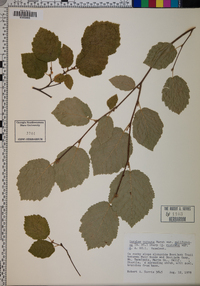 Corylus cornuta subsp. californica image