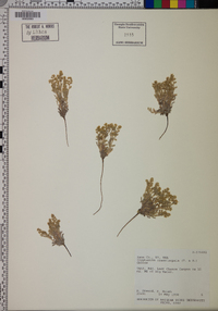 Cryptantha crassisepala image