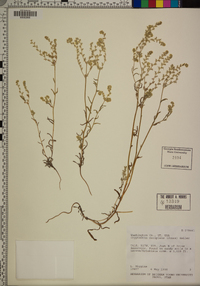 Cryptantha decipiens image