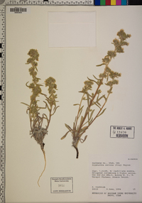 Cryptantha sericea image