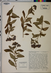 Heliotropium arborescens image