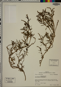 Heliotropium curassavicum image