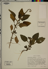 Heliotropium indicum image