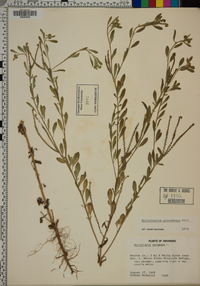 Heliotropium europaeum image