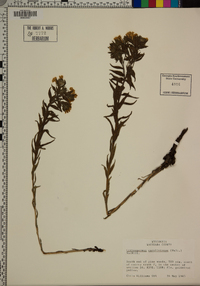 Lithospermum caroliniense image