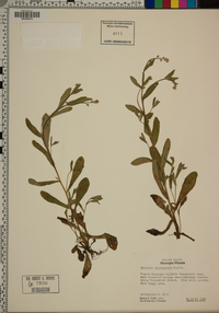 Myosotis macrosperma image