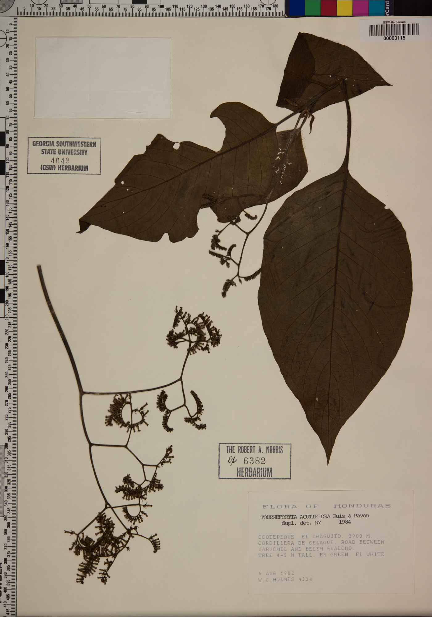 Tournefortia acutiflora image