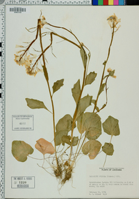 Cardamine bulbosa image