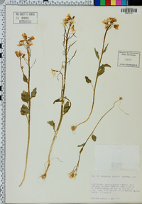 Cardamine bulbosa image