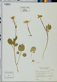 Cardamine californica image