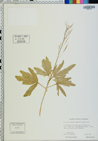 Cardamine multifida image