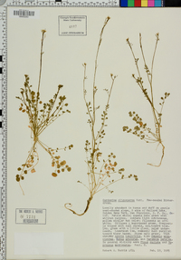 Cardamine oligosperma image