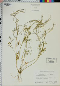 Cardamine parviflora image