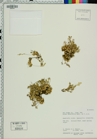 Draba densifolia image