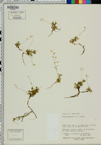 Draba maguirei image