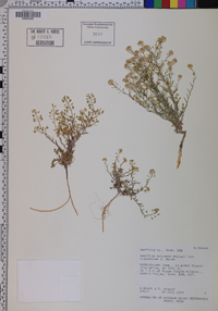 Lepidium montanum var. claronense image