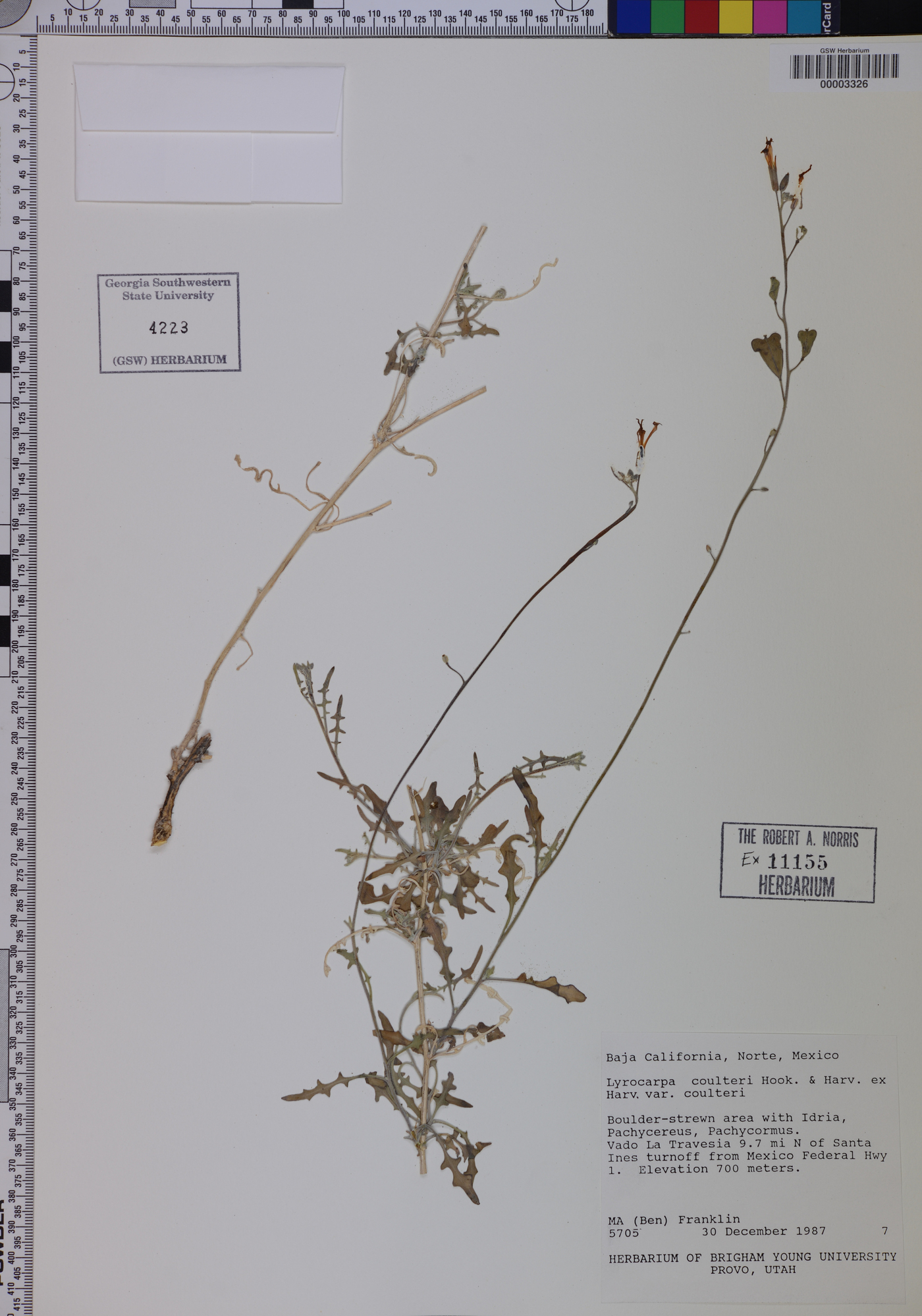 Lyrocarpa coulteri var. coulteri image