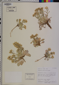 Physaria acutifolia image