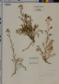 Sisymbrium officinale image