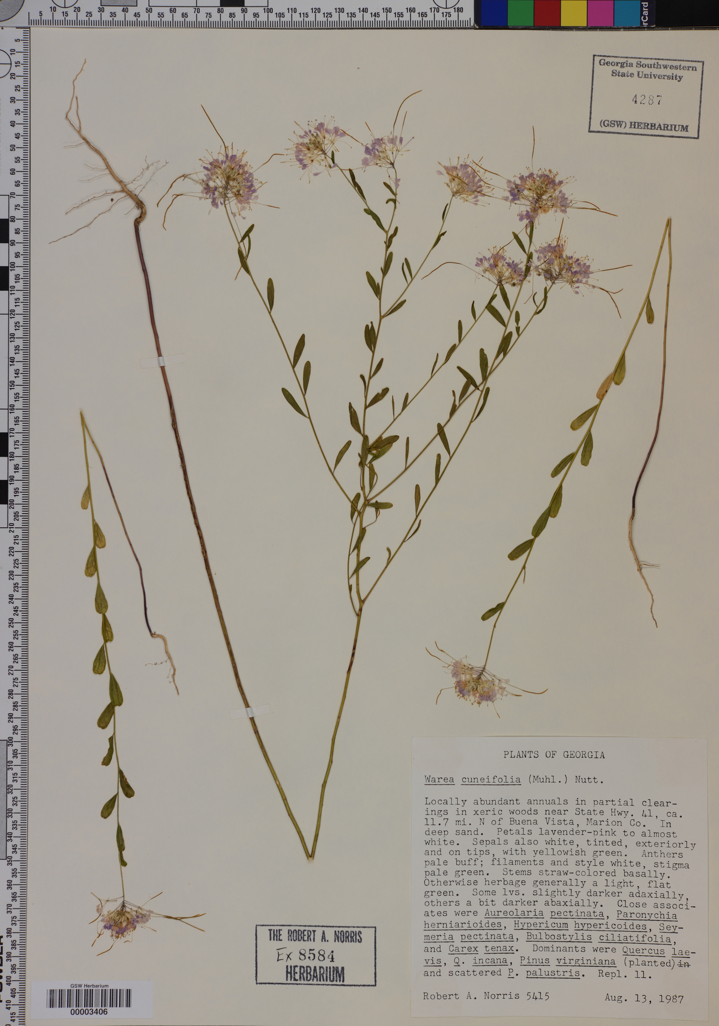 Warea cuneifolia image