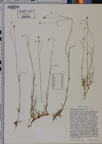 Wahlenbergia marginata image