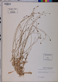 Wahlenbergia marginata image