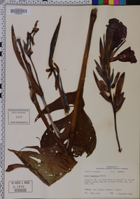 Canna generalis image