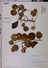 Capparis cordifolia image