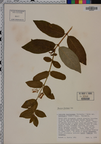 Lonicera involucrata image