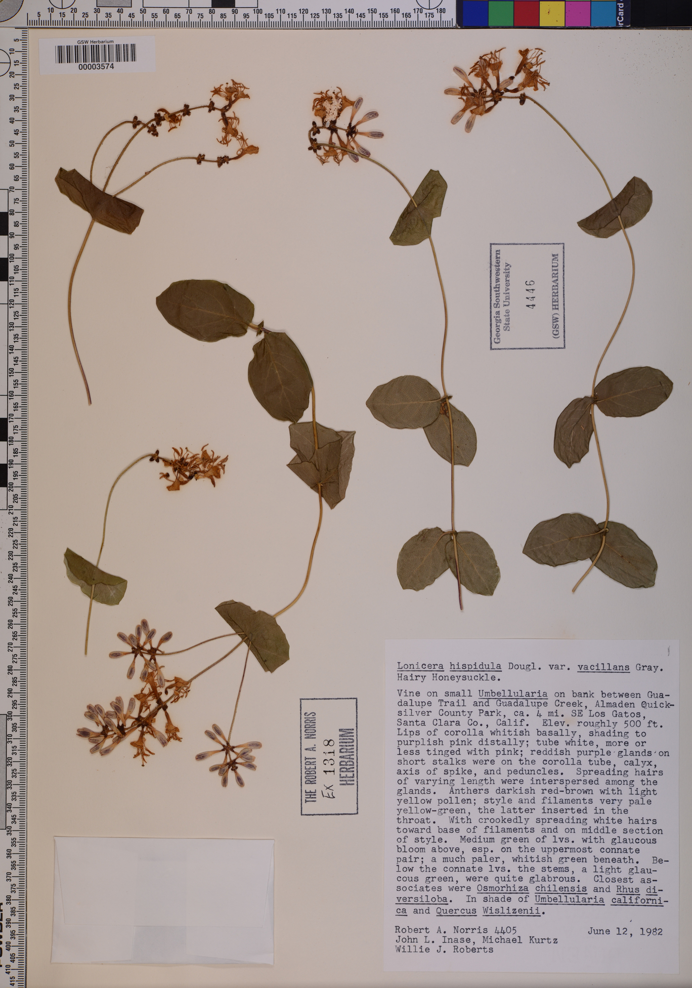 Lonicera hispidula var. vacillans image