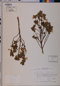 Lonicera villosa image